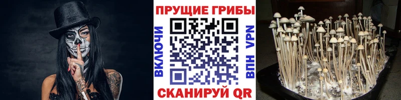 Псилоцибиновые грибы Magic Shrooms  Шуя 